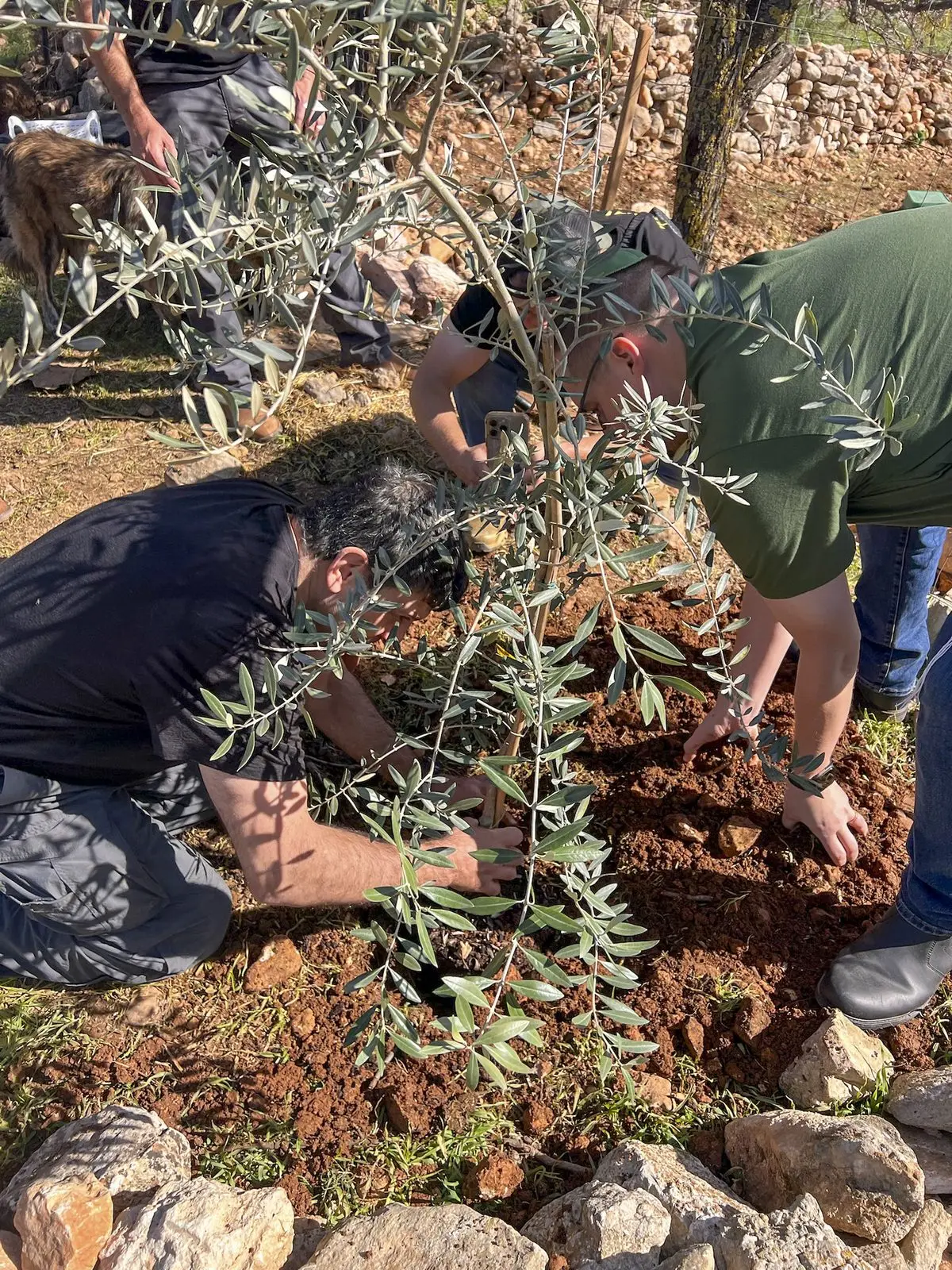 Hands settle a young olive sapling into the soil during an Atlanta Israel Coalition volunteer planting in Israel.